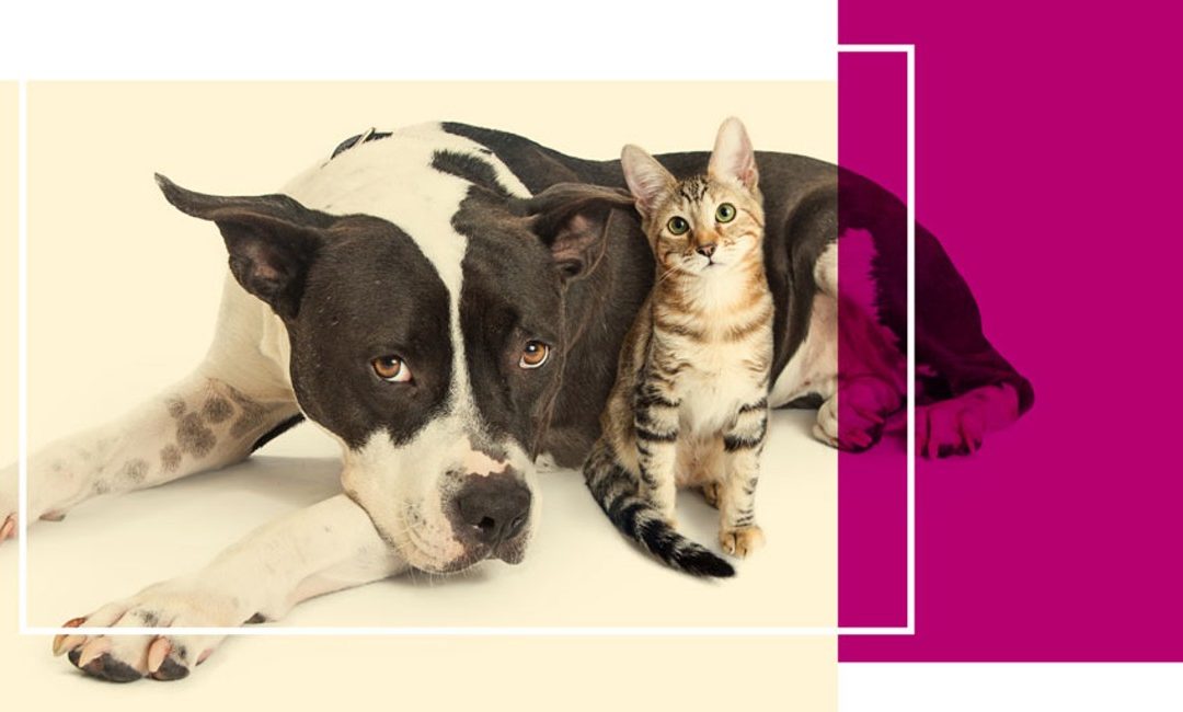 Protect Your Pet! Rabies & Microchip Clinic 9/22