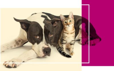 Protect Your Pet! Rabies & Microchip Clinic 9/22