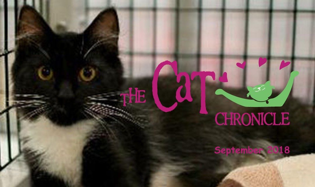 The Cat Chronicle – September 2018