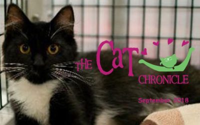 The Cat Chronicle – September 2018