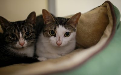 Cooped-Up Cats Find Colossal Cat Chamber at SAFE Haven