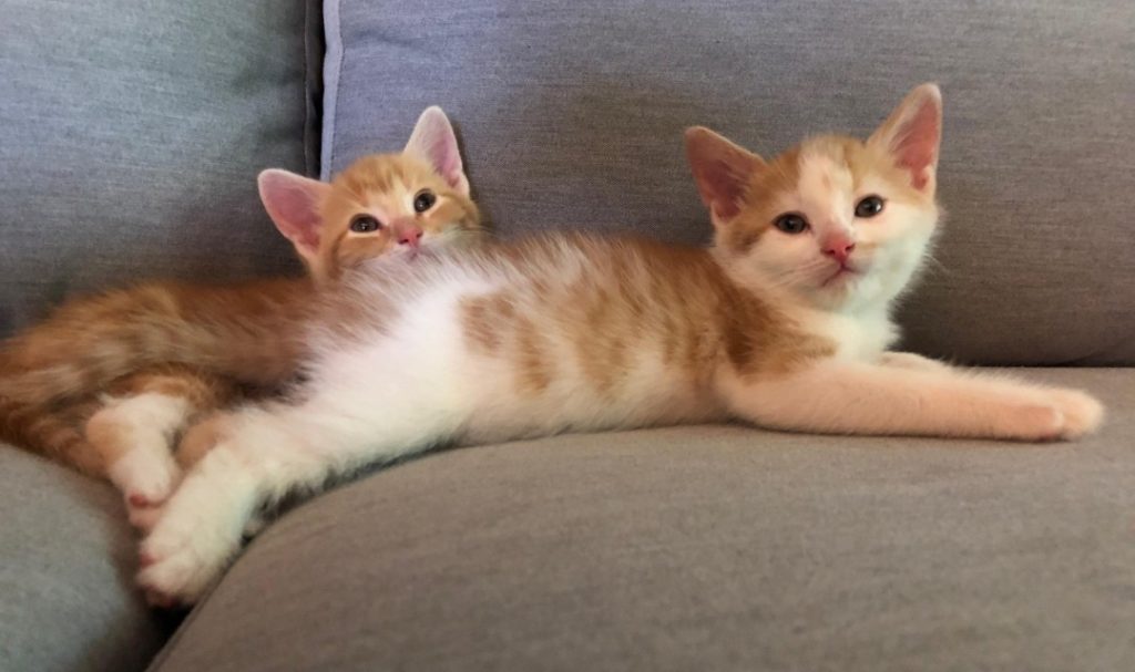 Kittens on Couch